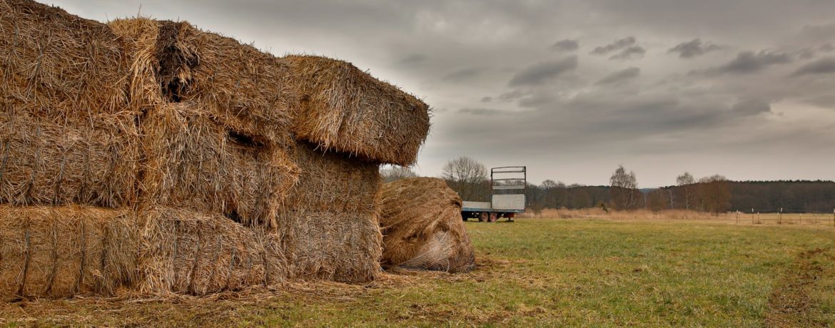 Arizona Conservationists: One Straw-Bale at a Time