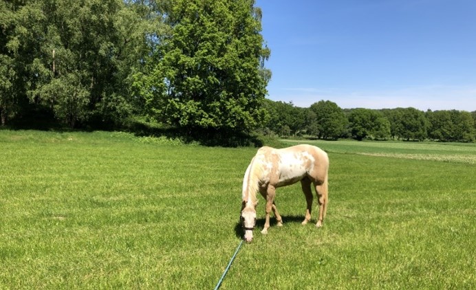 Cultural Exchange…for a Horse!?